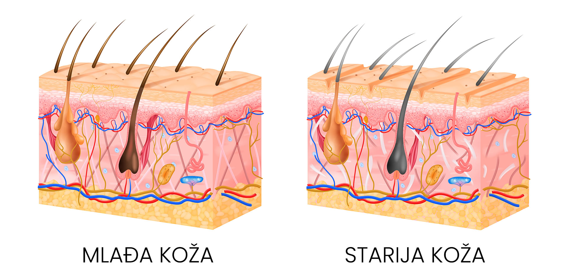 Mlađa vs. starija koža